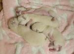 29Nov Kitten D - Siamese Kitten For Sale - 