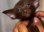 Litter M  only one girl left - Oriental Kitten For Sale - Miami, FL, US