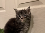 Loo - Maine Coon Kitten For Sale - Miami, FL, US