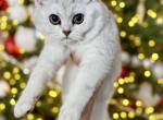 Mr Snow White - Scottish Straight Kitten For Sale