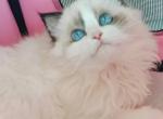 Jenni - Ragdoll Kitten For Sale - 