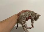 TIcA Female mink - Bengal Kitten For Sale - Jersey City, NJ, US