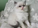 Afroditedolls Oscar - Ragdoll Kitten For Sale - 