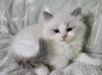 Afroditedolls Ginger - Ragdoll Kitten For Sale - 