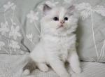 Afroditedolls Snowflake - Ragdoll Kitten For Sale - 