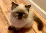 Snuggle - Himalayan Kitten For Sale - 