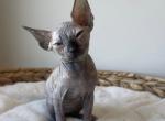 Daisy Female Sphynx Tortoiseshell Kitten - Sphynx Kitten For Sale - Boston, MA, US