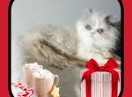 Persian kittens ready to go - Persian Kitten For Sale - Woodburn, IN, US