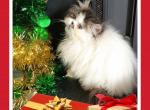 Cfa persian kittens for reserve - Persian Kitten For Sale - Woodburn, IN, US