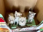 Undecided - Ragdoll Kitten For Sale - 