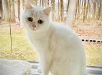 Pantoufle - Scottish Straight Kitten For Adoption - CT, US