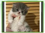 White and grey Persian - Persian Kitten For Sale - 