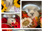 Ragdoll Kittens Ready Now - Ragdoll Kitten For Sale - 