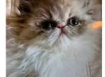 Female silver point - Persian Kitten For Sale - Gardner, MA, US