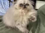 Silver point male - Persian Kitten For Sale - Gardner, MA, US