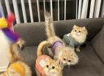 British Longhair - British Shorthair Kitten For Sale - West Hollywood, CA, US