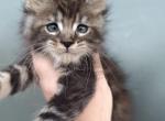 Bella - Maine Coon Kitten For Sale - Hollywood, FL, US