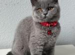 Female and Male British Shorthair - British Shorthair Kitten For Sale - 