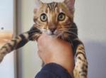 The unique Russian Bengal girl - Bengal Kitten For Sale - 