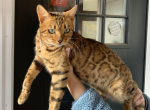 BagiraBengali Becki - Bengal Cat For Sale - 