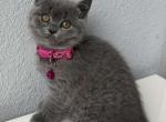 Male Female Lilac Blue Britsh Shorthair Longhair - British Shorthair Kitten For Sale - Dallas, TX, US