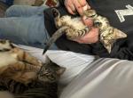 Runtz - Bengal Kitten For Sale - 