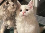 White Boy - Maine Coon Kitten For Sale - Bryn Athyn, PA, US