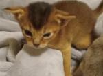 2 gorgeous girls - Abyssinian Kitten For Sale - Plymouth, WI, US