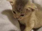 Lovely ladies - Abyssinian Kitten For Sale - Plymouth, WI, US