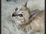 Tessa - Bengal Kitten For Sale - Rutherford, NJ, US