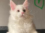 White Boy Green - Maine Coon Kitten For Sale - Bryn Athyn, PA, US