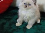 Jerry - Ragdoll Kitten For Sale - Bristow, VA, US