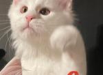 White Boy Red - Maine Coon Kitten For Sale - Bryn Athyn, PA, US