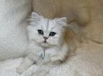 Scottish Longhair Kitty - Scottish Straight Kitten For Sale - Bellingham, WA, US