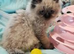 Himalayan Registered Doll Face Kittens - Himalayan Kitten For Sale - Brandon, FL, US