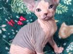 Christmas beauty - Sphynx Kitten For Sale - 