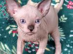 Christmas - Sphynx Kitten For Sale - 