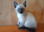 Maddie Traditional Seal Point - Siamese Kitten For Sale - Travelers Rest, SC, US