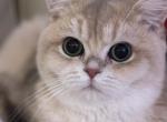 Bella - British Shorthair Kitten For Sale - Philadelphia, PA, US