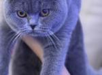 Iris - British Shorthair Kitten For Sale - Philadelphia, PA, US