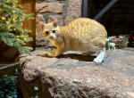 Orange bobtail boy for you Gifts - American Bobtail Kitten For Sale - Reading, PA, US