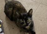 Sparkels - Domestic Cat For Adoption - 