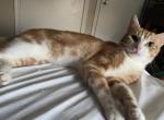 Cinnamon - Domestic Cat For Sale - 