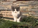 Max - Ragamuffin Kitten For Sale - TX, US