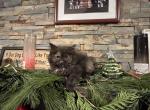 Molly - Ragamuffin Kitten For Sale - TX, US