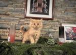 Tommy - Ragamuffin Kitten For Sale - TX, US