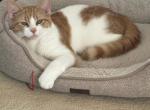 Lovebug - Domestic Kitten For Adoption - 