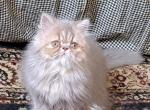 Lilac Tabby Persian Kitten - Persian Kitten For Sale - South Boston, VA, US