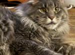 The boys club - Maine Coon Cat For Sale - Monroeville, PA, US