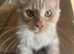 Itty Purr MCO ds 22 - Maine Coon Kitten For Sale - Chipley, FL, US